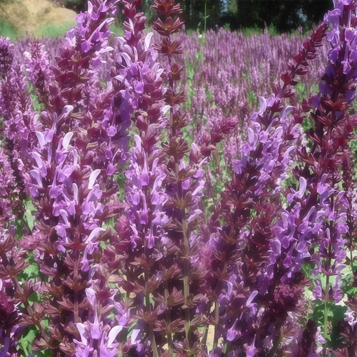 Scarlet Sage Seeds - Dark Purple Red
