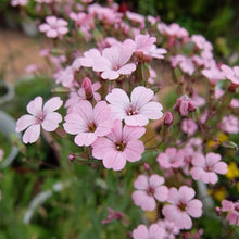 Cowherb Seeds - Pink