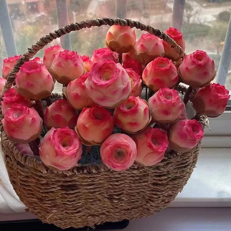 Mountain Rose Succulent Seeds - Pink