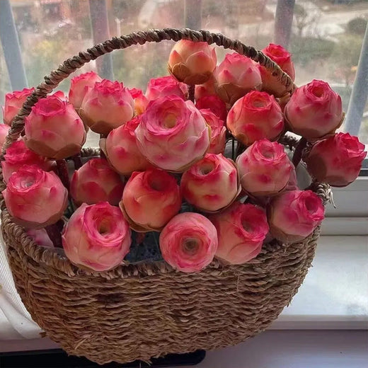 Mountain Rose Succulent Seeds - Pink