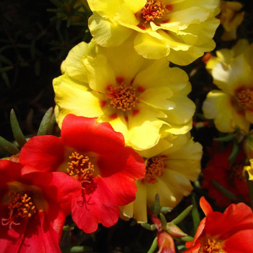 Moss Rose Seeds - Mix