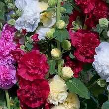 Hollyhock Mix Seeds
