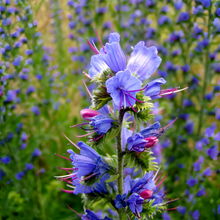 Blue Vipers Bugloss Seeds