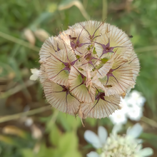 Scabiosa Seeds - Green