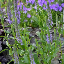 Blue Verbena Seeds