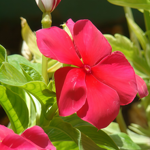 Red Catharanthus Roseus Vinca Seeds