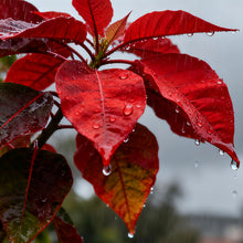 Tricolor Amaranth Seeds