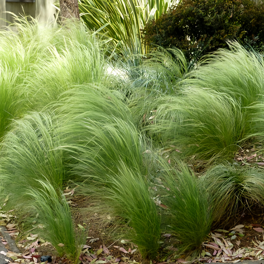 Mexican Feather Grass Seeds - Green