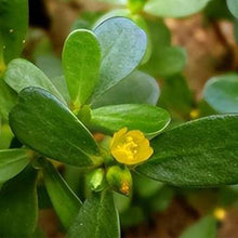 Purslane Seeds - Yellow