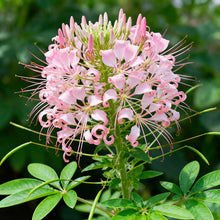 Cleome Seeds - Pink
