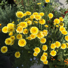 Tidy Tips Seeds