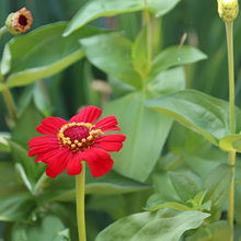 Red Single Zinnia Seeds
