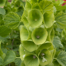 Bells of Ireland Seeds