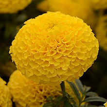 Yellow African Marigold Seeds