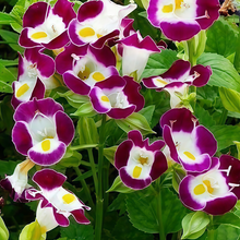 Torenia Seeds - Pink