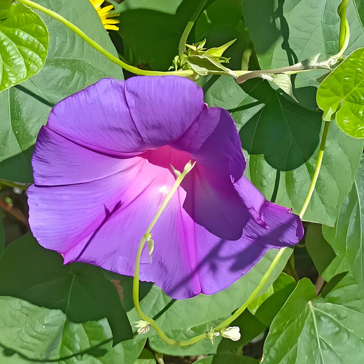 Red Morning Glory Seeds