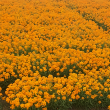 Siberian Wallflower Seeds - Yellow