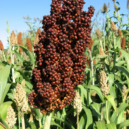 Brown Sorghum Seeds