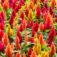 Mix Celosia Seeds
