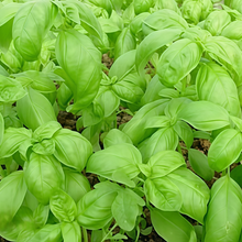 Sweet Basil Herb Seeds