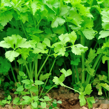 Coriander Seeds