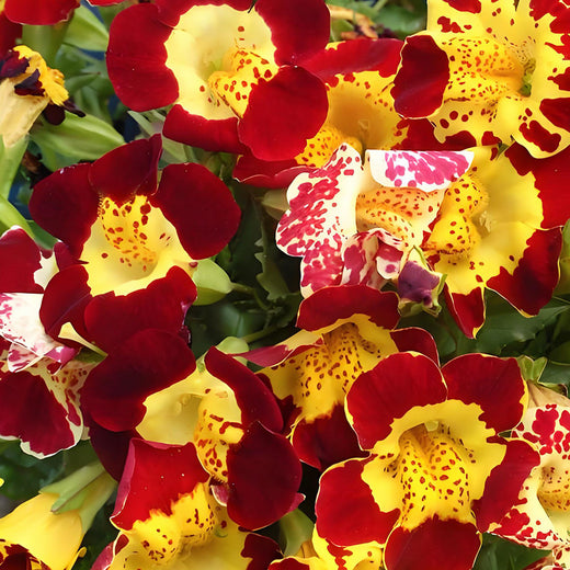 Mimulus Seeds - Mix