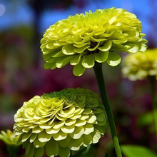 Green Zinnia Seeds