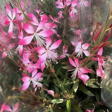Gaura Seeds - Pink