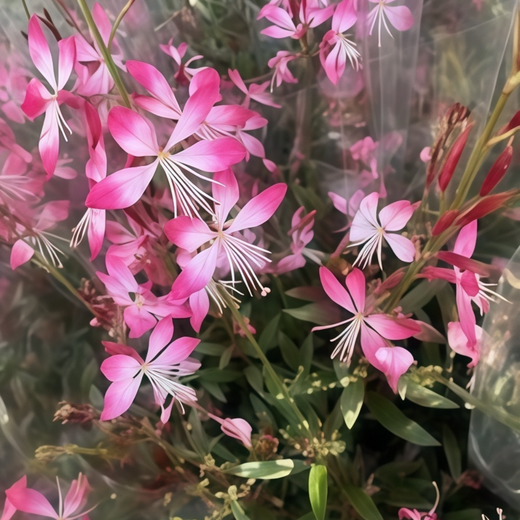 Gaura Seeds - Pink