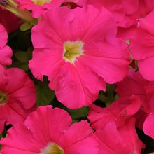Petunia Seeds