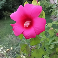 Rose Pink Flowering Okra Seeds