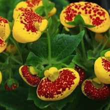 Pocketbook Flower Seeds - Mix