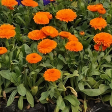Orange Red Calendula Seeds