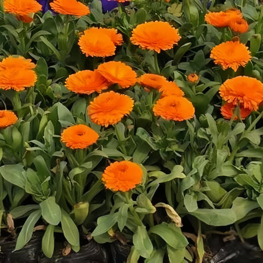 Orange Red Calendula Seeds
