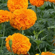 Tangerine African Marigold Seeds
