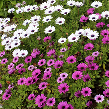 Cape Daisy Seeds - Mix