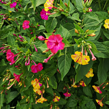 Mix Four O'clock Flower Seeds