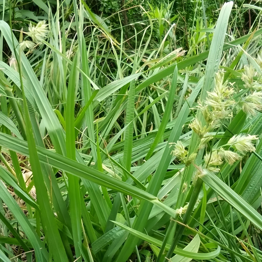 Orchardgrass Seeds