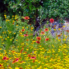 Shade Tolerant Wildflower Mix