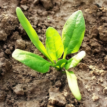 Spinach Seeds