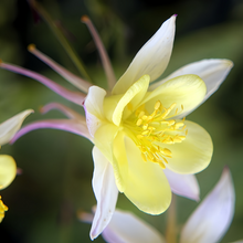 Yellow Columbine Seeds