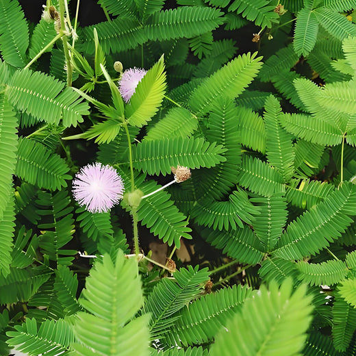Mimosa Pudica Green Leaf Pink Flower Seeds