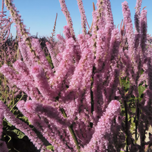 Limonium Seeds - Pink
