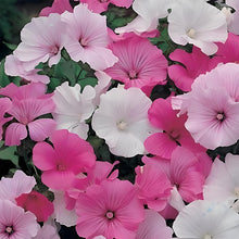 Rose Mallow Seeds - Mix