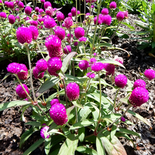 Globe Amaranth Seeds - Purplish Red