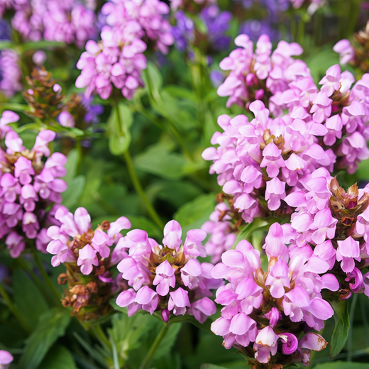 Prunella Seeds - Mix
