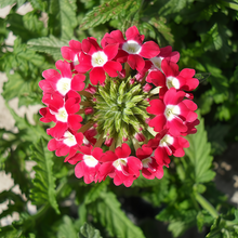 Red White Verbena Seeds