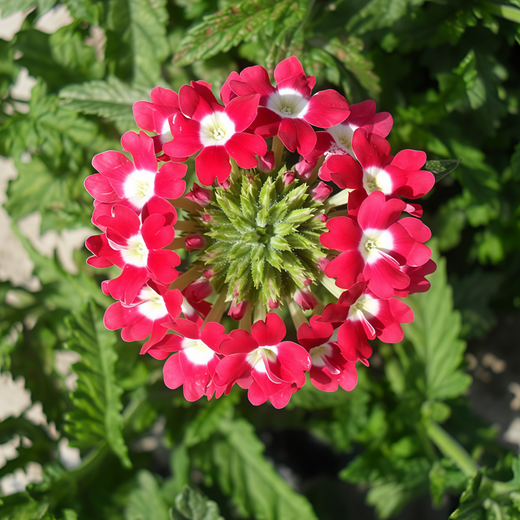 Red White Verbena Seeds