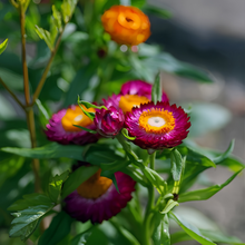 Strawflower Seeds - Purplish Red
