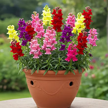 Snapdragon Seeds - Mix